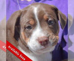 American Staffordshire Terrier-Boston Terrier Mix Dogs for adoption in Huntley, IL, USA