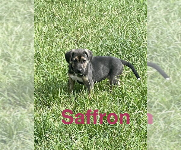 Medium Photo #1 Mutt Puppy For Sale in Topeka, KS, USA