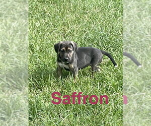 Mutt Dogs for adoption in Topeka, KS, USA
