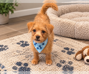 Cairn Terrier-Miniature Schnauzer Mix Dogs for adoption in Phoenix, AZ, USA