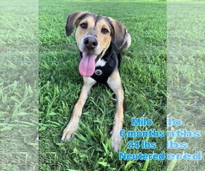 German Pinscher-Unknown Mix Dogs for adoption in Virginia Beach, VA, USA
