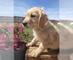 Small Photo #2 Golden Retriever Puppy For Sale in CANON CITY, CO, USA