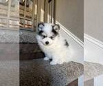 Small Photo #5 Pomsky Puppy For Sale in MCMINNVILLE, OR, USA