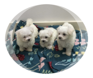 Maltese Puppy for Sale in DELTONA, Florida USA