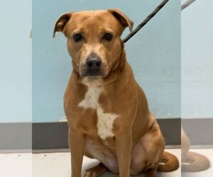 Mutt Dogs for adoption in Pryor, OK, USA