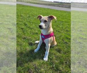 Shepradors Dogs for adoption in Montello, WI, USA