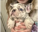 Small #19 French Bulldog