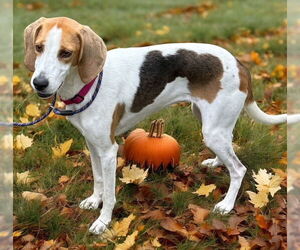 Medium Mutt