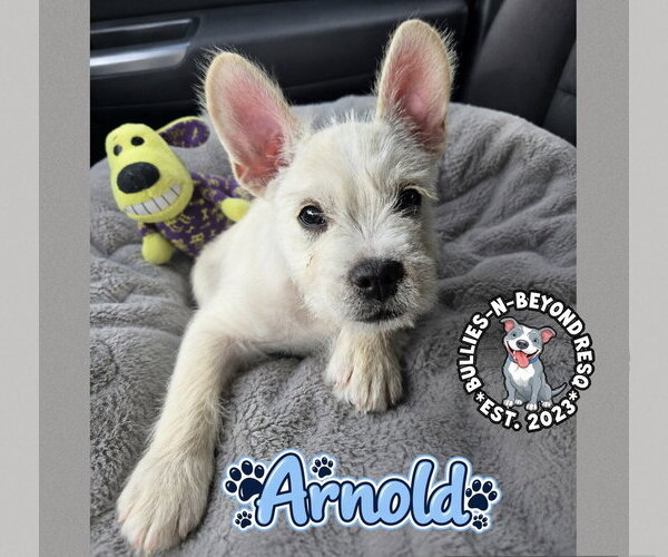 Medium Photo #2 French Bulldog-Miniature Schnauzer Mix Puppy For Sale in Omaha, NE, USA