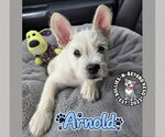 Small #1 French Bulldog-Miniature Schnauzer Mix