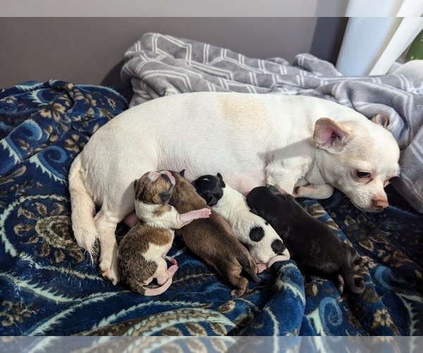 Medium Photo #1 Chihuahua Puppy For Sale in HUDSONVILLE, MI, USA