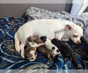 Mother of the Chihuahua puppies born on 05/11/2026