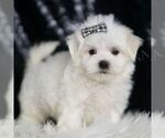 Small #3 Maltese
