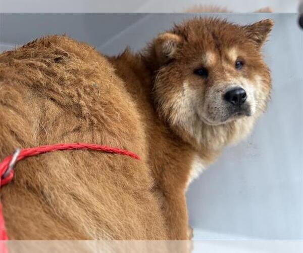 Medium Photo #1 Chow Chow Puppy For Sale in Houston, TX, USA