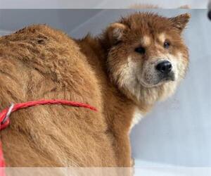Chow Chow Dogs for adoption in Houston, TX, USA