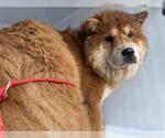 Small Chow Chow