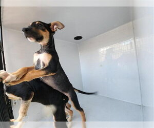 German Shepherd Dog-Unknown Mix Dogs for adoption in Houston, TX, USA