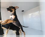 Small German Shepherd Dog Mix