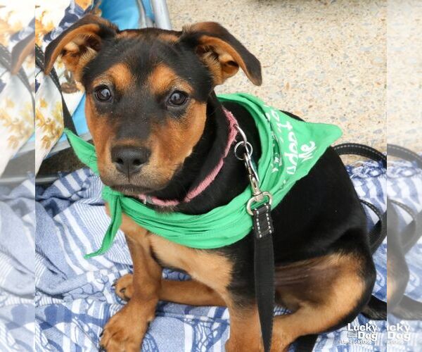 Medium Photo #7 Labrador Retriever-Unknown Mix Puppy For Sale in Washington, DC, USA