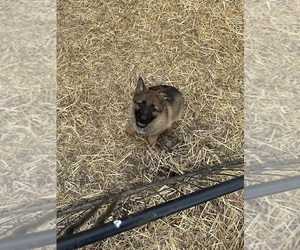 German Shepherd Dog Puppy for sale in FORDLAND, MO, USA