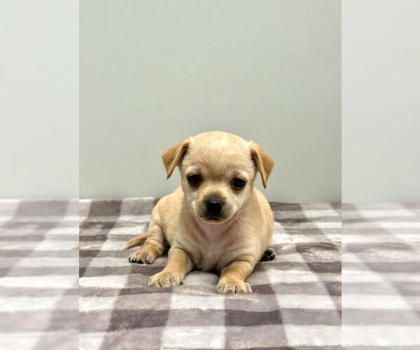 Medium Photo #1 Poodle (Miniature)-Unknown Mix Puppy For Sale in Banning, CA, USA