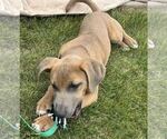Small #1 Mutt