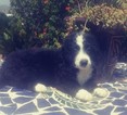 Small Photo #1 Bernedoodle Puppy For Sale in EL CAJON, CA, USA