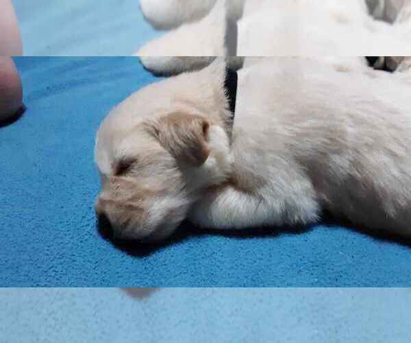 Medium Photo #1 Golden Retriever Puppy For Sale in CLARKSVILLE, TN, USA