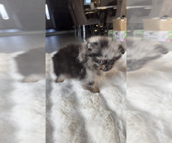 Medium Photo #7 Pomeranian Puppy For Sale in BAKERSFIELD, CA, USA