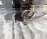 Oreo - Male Pomeranian Puppy for Sale - Photo #7