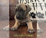 Puppy Lime Collar F Cane Corso