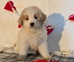Puppy 3 Samoyed
