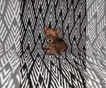 Puppy 1 Yorkshire Terrier