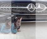 Small #10 French Bulldog