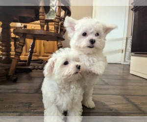 Mother of the Maltese puppies born on 10/04/2025