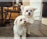 Small Photo #1 Maltese Puppy For Sale in BEATRICE, NE, USA