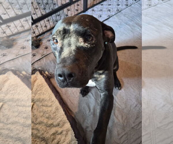 Medium Photo #6 American Pit Bull Terrier-Unknown Mix Puppy For Sale in Holly Springs, NC, USA