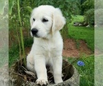 Small #7 English Cream Golden Retriever