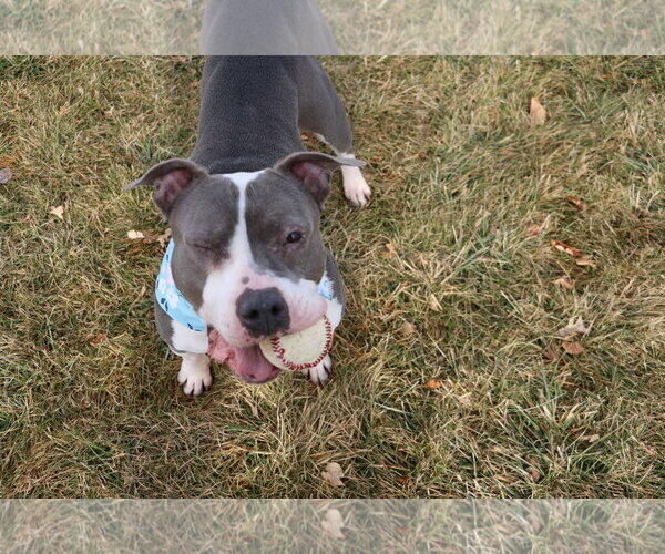 Medium Photo #2 Mutt Puppy For Sale in Fort Collins, CO, USA