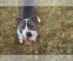 Small #1 Mutt