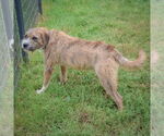Small #4 Boxer Mix