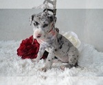 Small Photo #4 Great Dane Puppy For Sale in HONEY BROOK, PA, USA