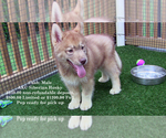 Puppy Cash Siberian Husky