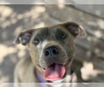 Small #1 American Pit Bull Terrier Mix