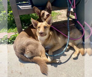 Savannah - Female Australian Kelpie-Unknown Mix Dog for Adoption - Photo #4