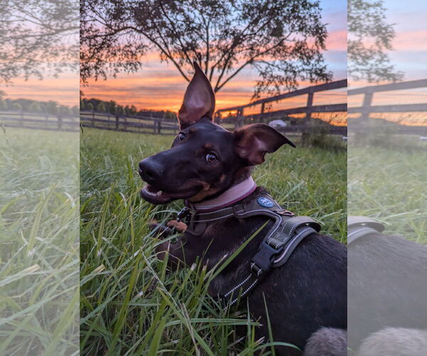 Medium Photo #3 Doberman Pinscher-German Shepherd Dog Mix Puppy For Sale in Roxboro, NC, USA