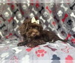 Small #4 ShihPoo