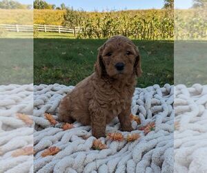 Goldendoodle (Miniature) Puppy for sale in FREDERICKSBURG, OH, USA