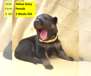 German Shepherd Dog Puppy for sale in BUSHNELL, FL, USA