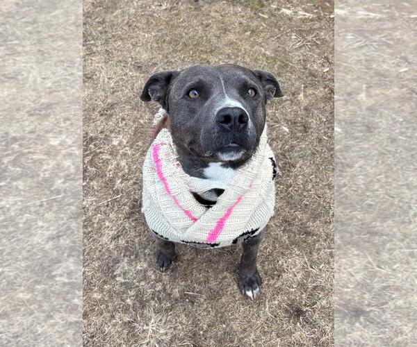 Medium Photo #12 Mutt Puppy For Sale in Spring Lake, NJ, USA